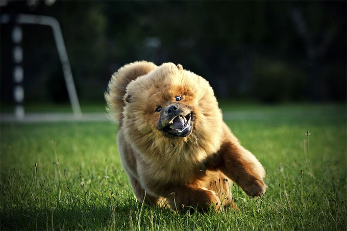 Chow Chow: Photo #11