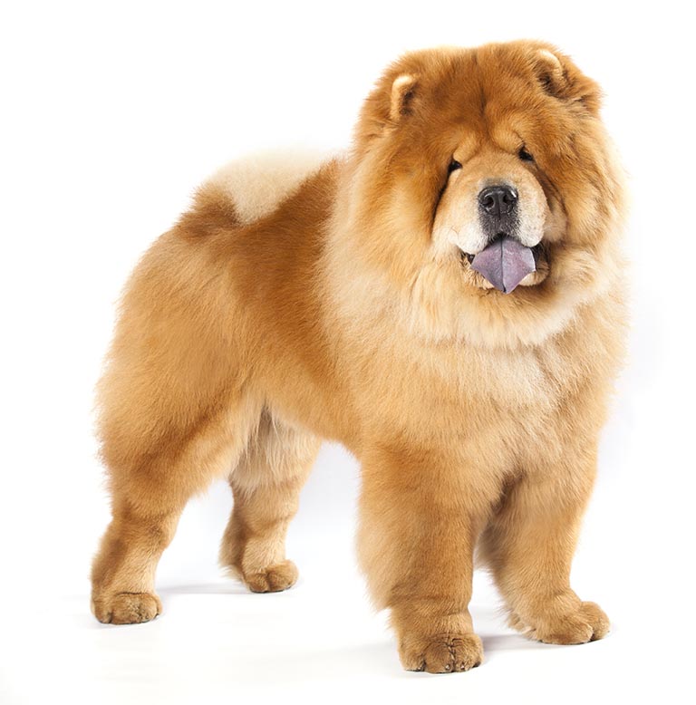 Chow Chow: Photo #12
