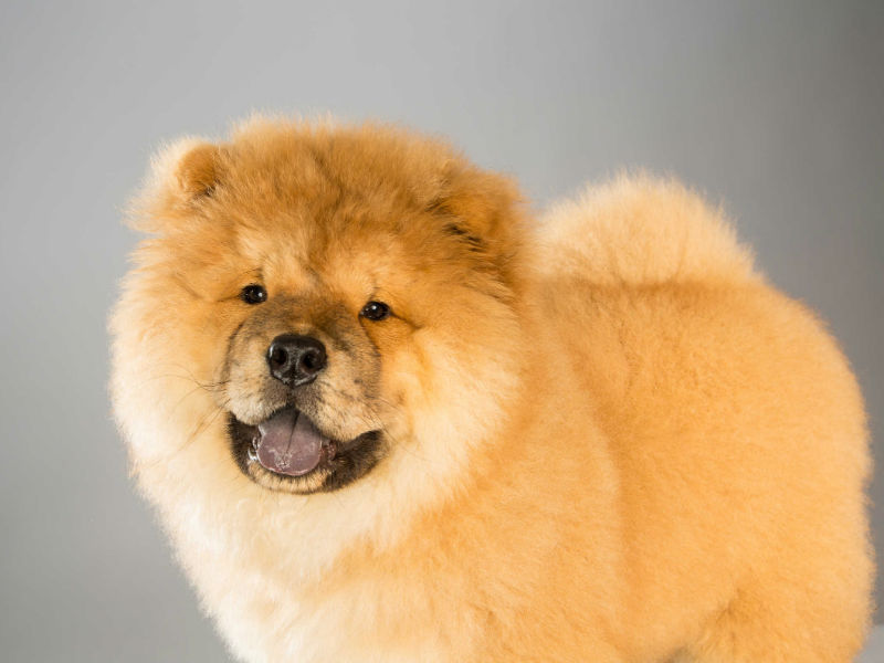 Chow Chow: Photo #1