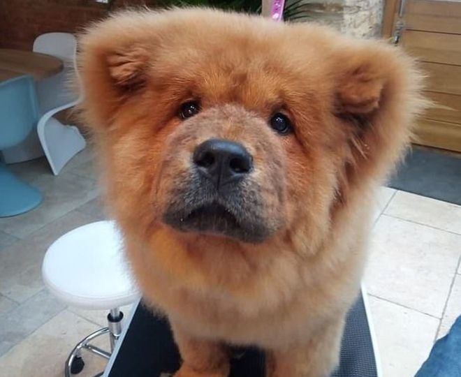 Chow Chow: Photo #4