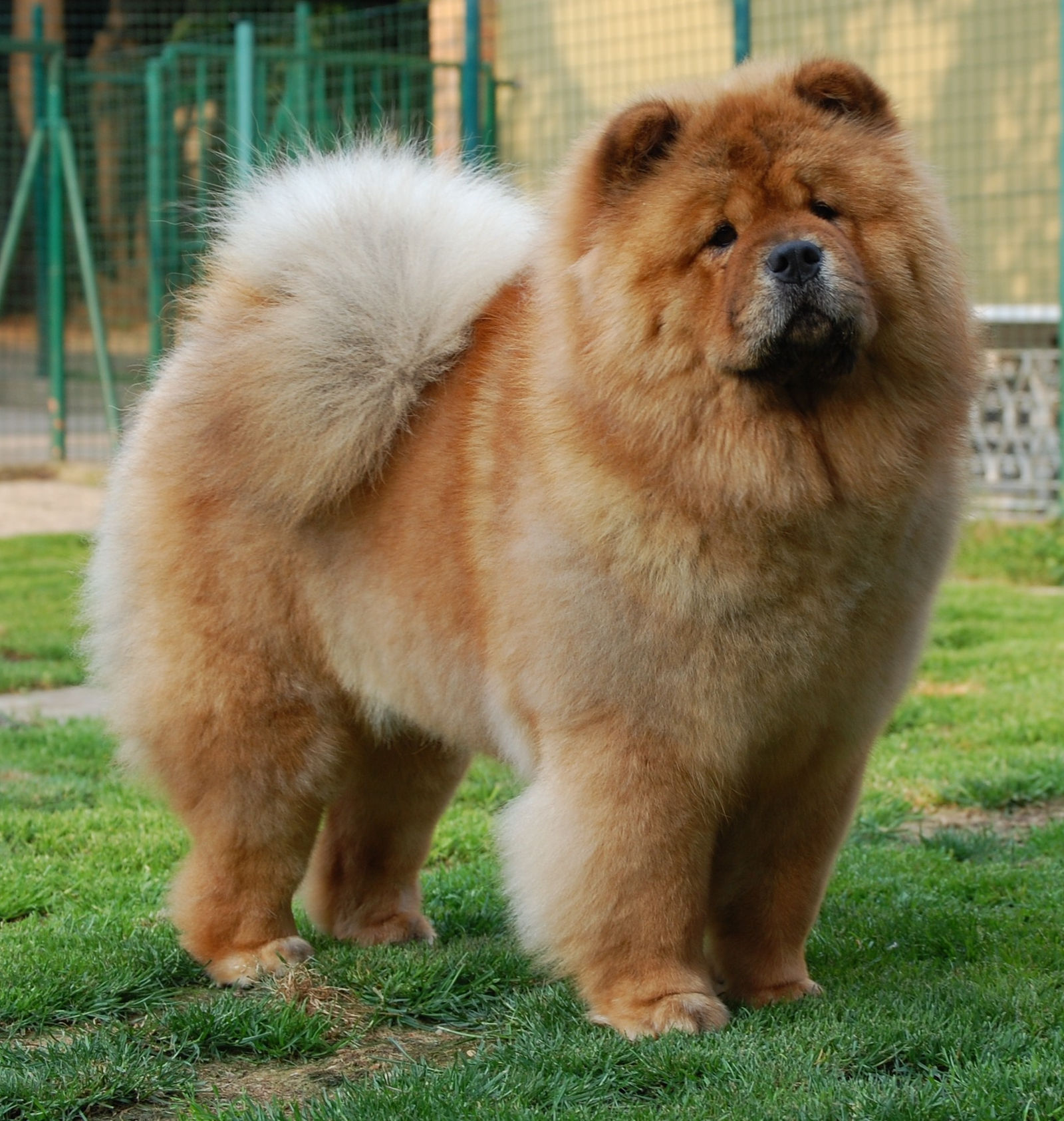 Chow Chow: Photo #5