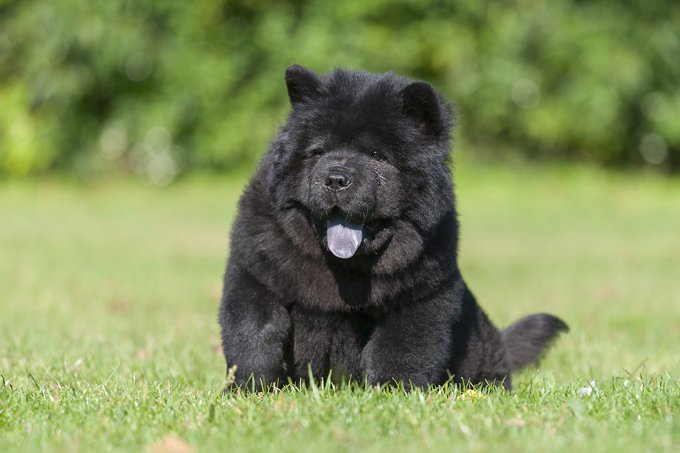 Chow Chow: Photo #6