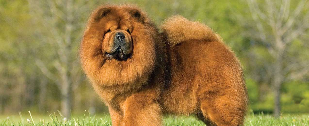 Chow Chow: Photo #7