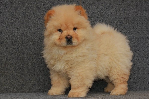 Chow Chow: Photo #8