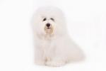 Coton De Tulear