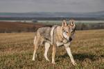 Czechoslovakian Wolfdog