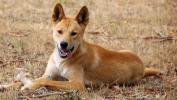 Dingo