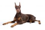 Doberman Pinscher