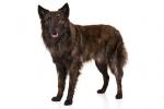 Dutch Shepherd Dog