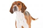 English Foxhound