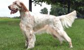 English Setter