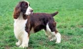 English Springer Spaniel
