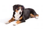 Entlebucher Mountain Dog