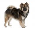 Eurasier