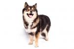 Finnish Lapphund