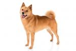 Finnish Spitz
