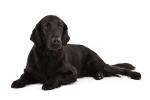 Flat-Coated Retriever
