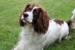 French Spaniel