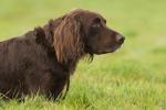 German Longhaired Pointer