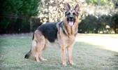 German Shepherd Dog