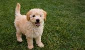 Goldendoodle