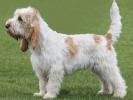 Grand Basset Griffon Vendeen