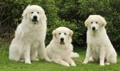 Great Pyrenees