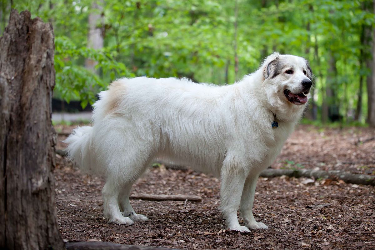 Great Pyrenees: Photo #9