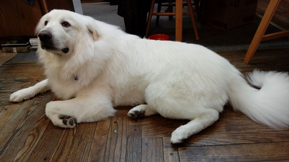 Great Pyrenees: Photo #10