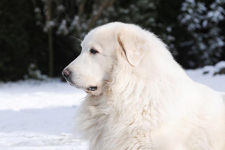 Great Pyrenees: Photo #11