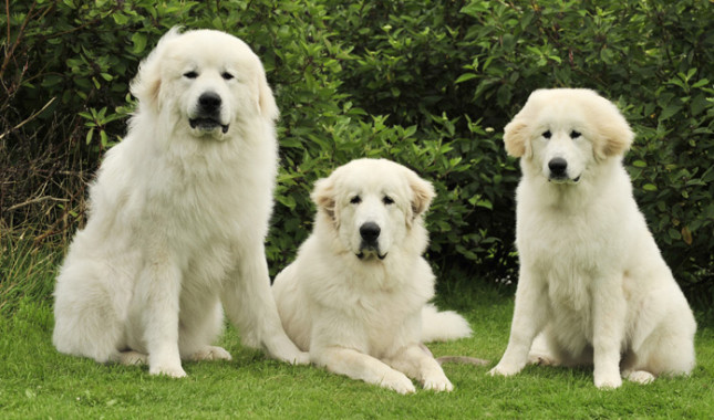 Great Pyrenees: Photo #1