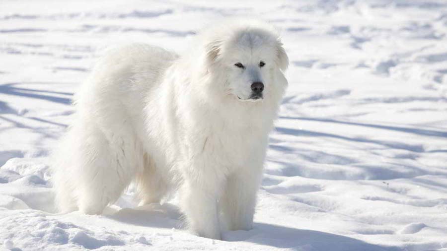 Great Pyrenees: Photo #3