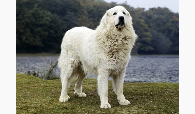 Great Pyrenees: Photo #4