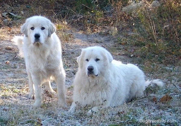 Great Pyrenees: Photo #5