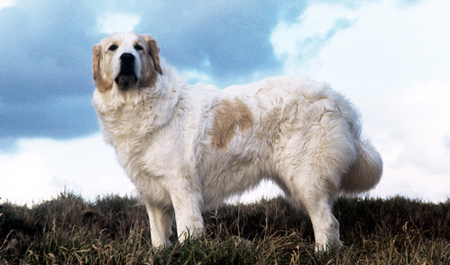 Great Pyrenees: Photo #6