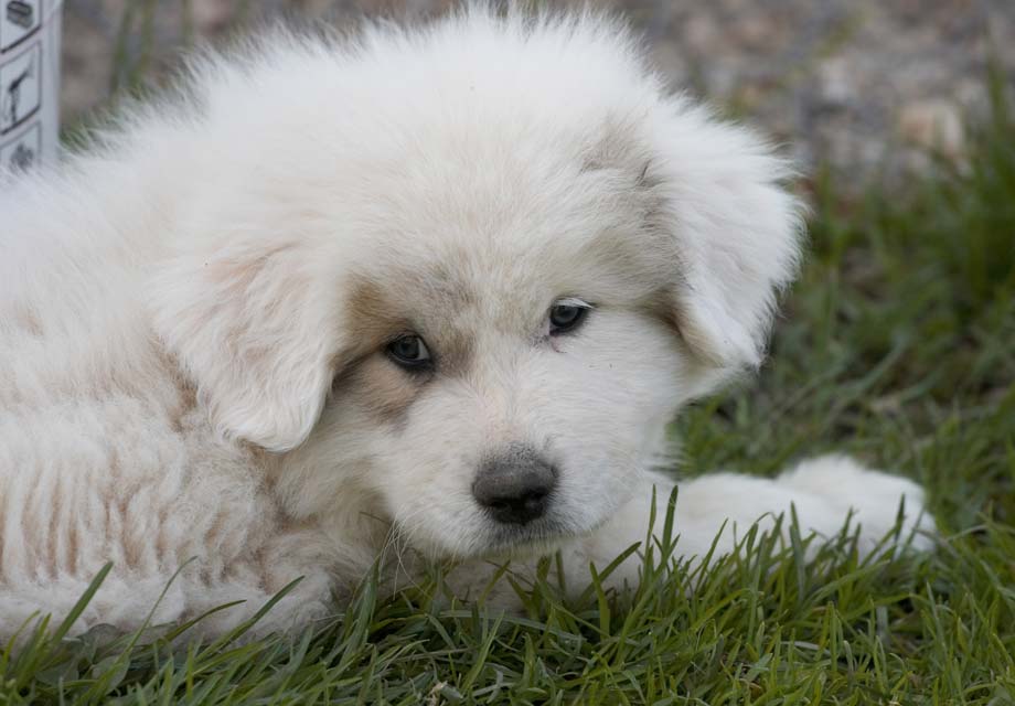 Great Pyrenees: Photo #7