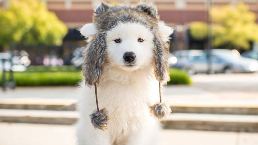 Great Pyrenees: Photo #8