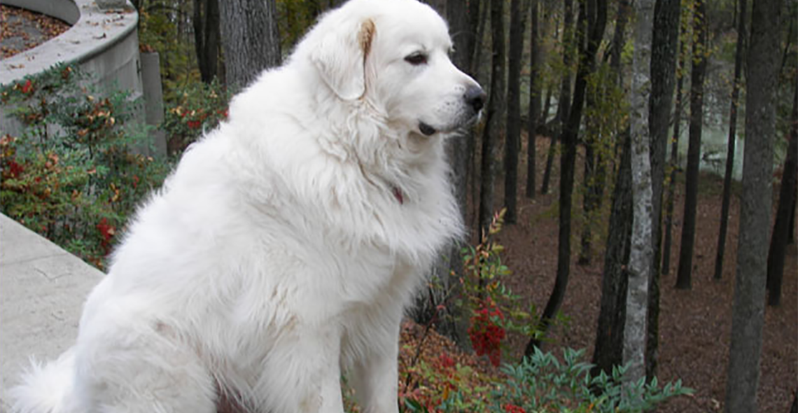 Great Pyrenees: Photo #12