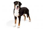 Greater Swiss Mountain Dog