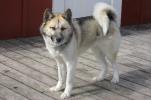 Greenland Dog
