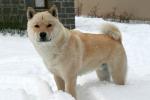Hokkaido Dog