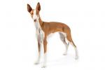 Ibizan Hound