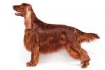 Irish Setter