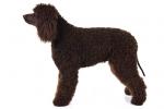 Irish Water Spaniel