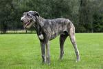 Irish Wolfhound