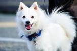 Japanese Spitz