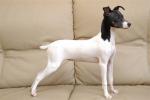 Japanese Terrier