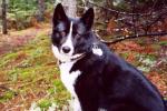 Karelian Bear Dog