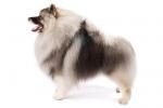 Keeshond