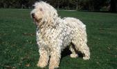 Komondor